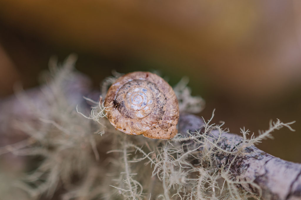 macro nature photography snail shell