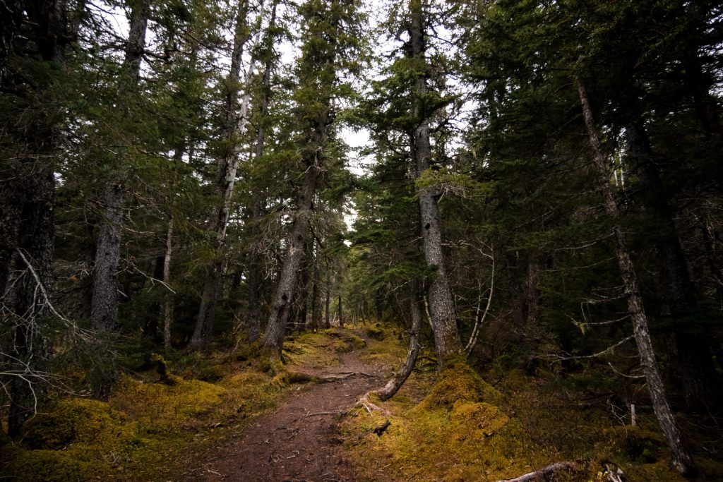 Alaska forest